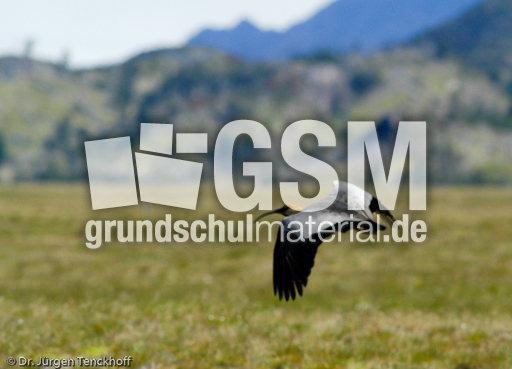 Schwarzzügelibis (6 von 15).jpg